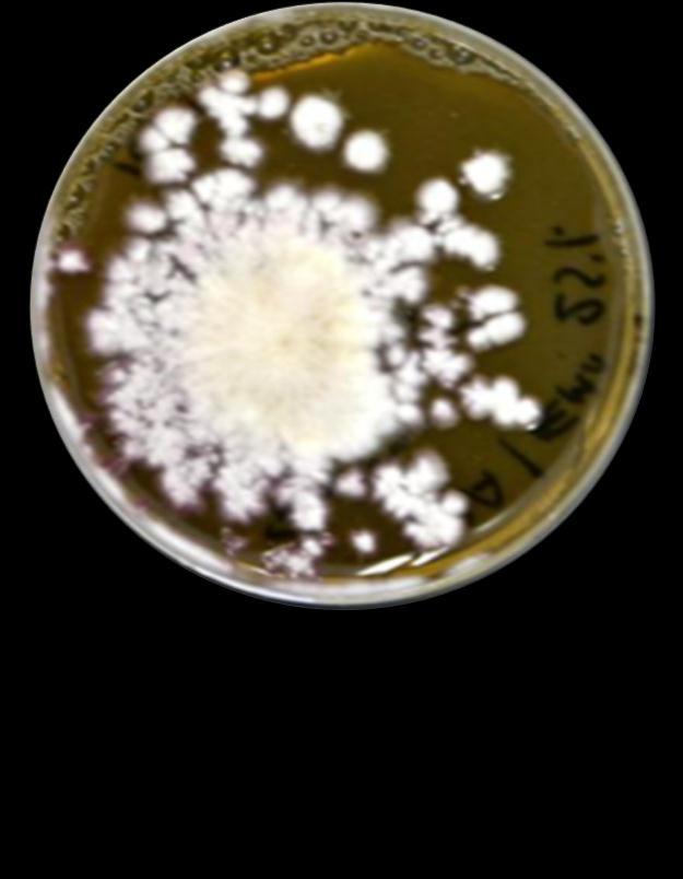 Biological Control of Plant pathogenic