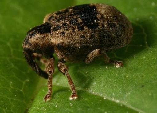 Biológiai védekezés rovarkártevők ellen Biological control of Insect pest pests Ormányos-bogarak elleni biológiai védekezés Heterorhabditis