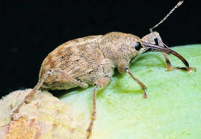 Bogarak: Coleoptera Kingdom: Animalia Phylum: Arthropoda