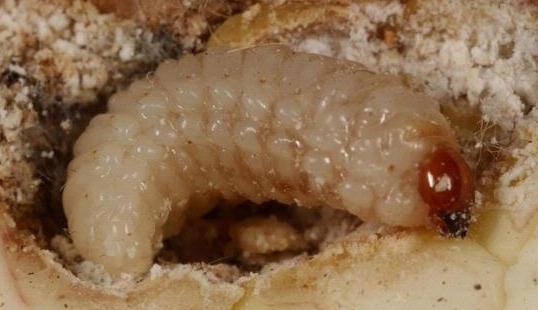 Subclass:Pterygota Order: Coleoptera Family: Cuculonidae