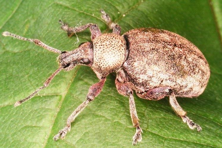 Biológiai védekezés rovarkártevők ellen Biological control of Insect pest pests Ormányosbogarak és kártételeik Különböző kártételű ormányosbogarak: Kőrisormányos: Stereonynchus fraxini