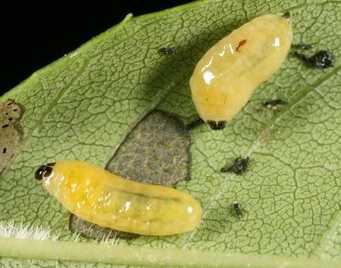 Biological control of