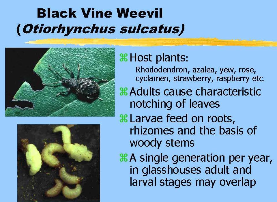 Biológiai védekezés rovarkártevők ellen Biological control of Insect pest pests Gazdanövények: Rododendron Azalea Tiszafa Rózsafélék Málna Otiorhynchus sulcatus: