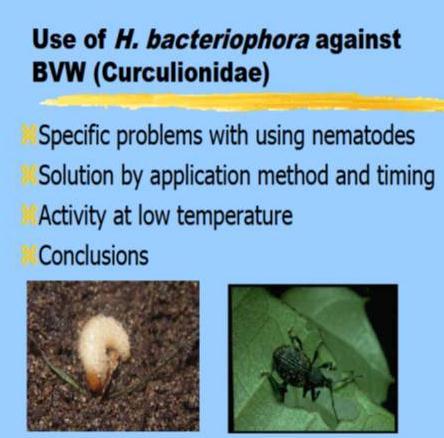 Biológiai védekezés rovarkártevők ellen Biological control of Insect pest pests Ormányos bogarak ellen: Heterorhabditis sp.