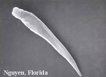 bacteriophora H.