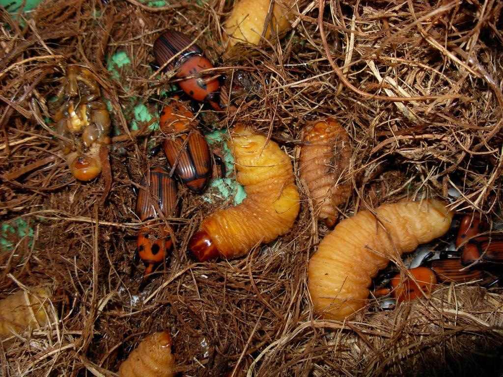 Vörös pálmaormányos: Rynchophorrus