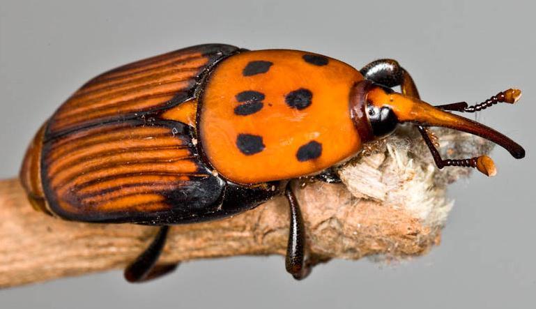 Biológiai védekezés rovarkártevők ellen Biological control of Insect pest pests Vörös pálmaormányos: