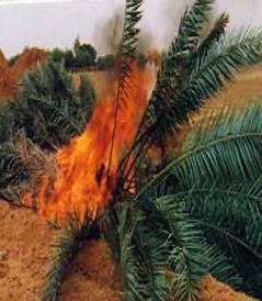 Biological control of