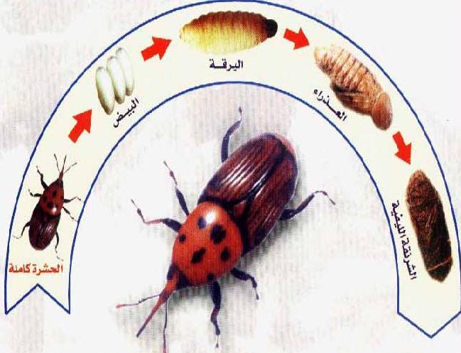 Biológiai védekezés rovarkártevők ellen Biological control of Insect pest pests Vörös pálmaormányos: