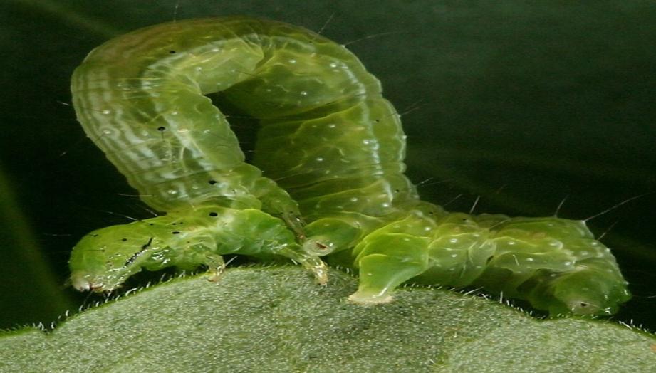 Biológiai védekezés rovarkártevők ellen Biological control of Insect pest pests Lepidoptera fajok elleni biológiai