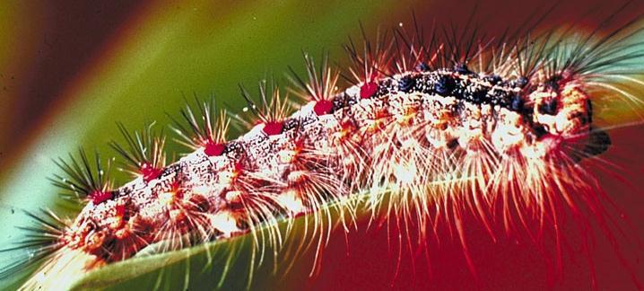control of Insect pest pests