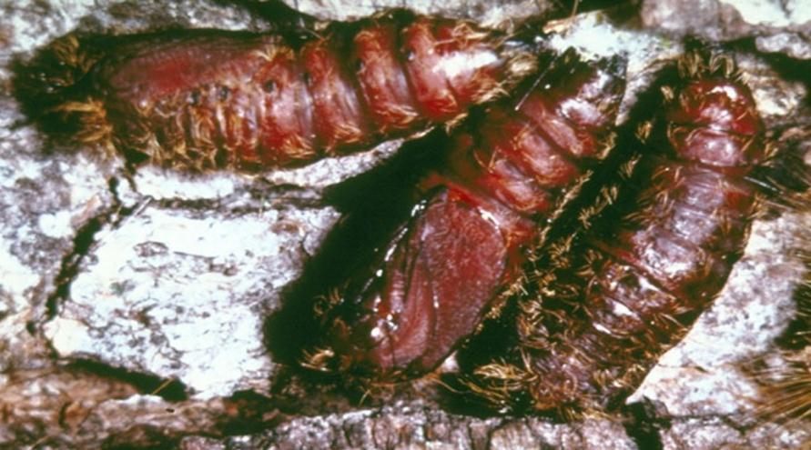 (Gyapjas pille, gypsy moth)