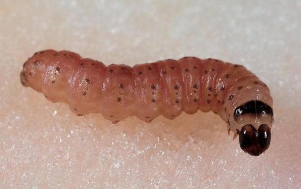 Biological control of