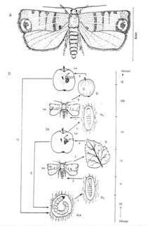 pomonella (Almamoly, apple