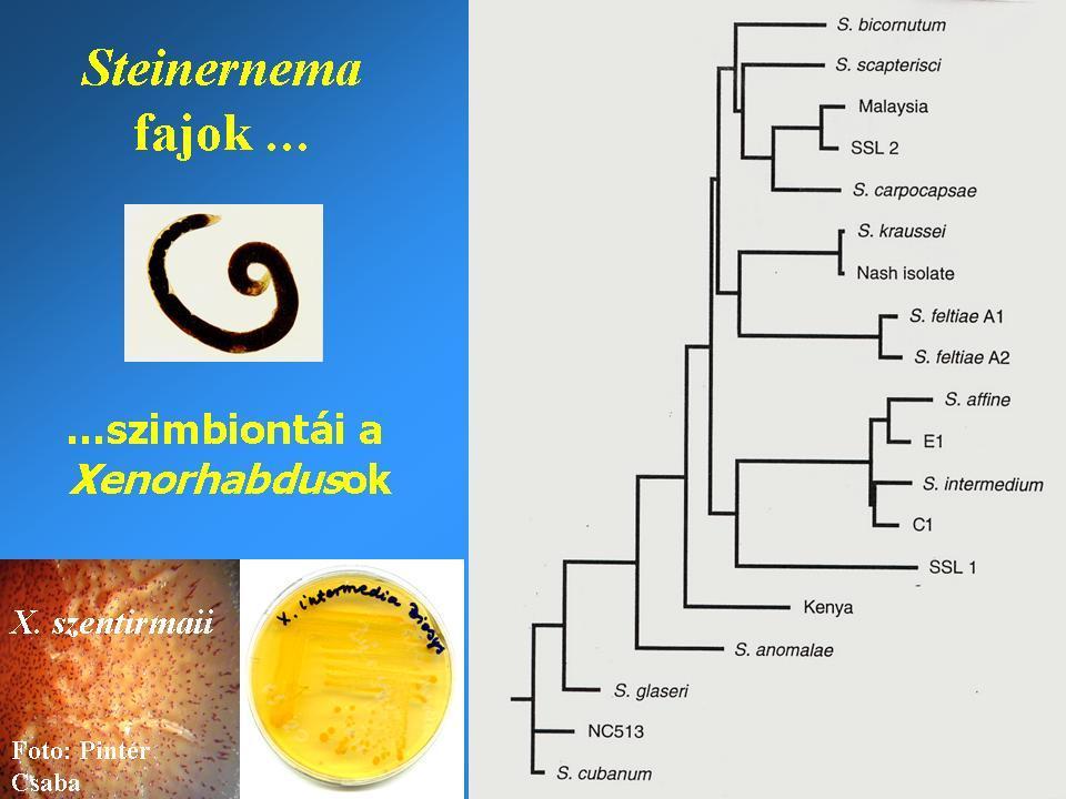 Steinernema species