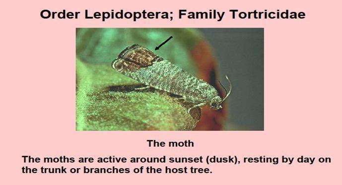 Biológiai védekezés rovarkártevők ellen Biological control of Insect pest pests Az almamoly