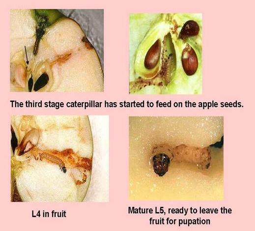 Biológiai védekezés rovarkártevők ellen Biological control of Insect pest pests Az almamoly életmódja L 5 -as