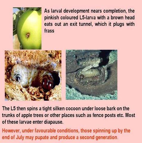 Biológiai védekezés rovarkártevők ellen Biological control of Insect pest pests Az almamoly életmódja L 5 -ös lárva a gyümölcsben L5-ös lárva feje banavöröses, kirág magának egy kijáratot.