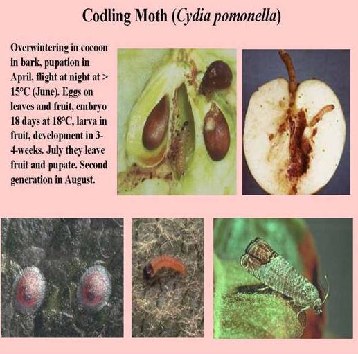 Biológiai védekezés rovarkártevők ellen Biological control of Insect pest pests A cocon barna. A ábozódás áprilisban zajlik. Éjjel repülnek, júniusban, hűvösben. A petét a gyümölcsre rakják.