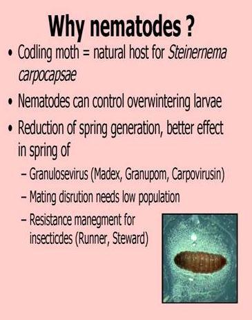 Biológiai védekezés rovarkártevők ellen Biological control of Insect pest pests Miért entomopatogén nematódával védekezzünk?
