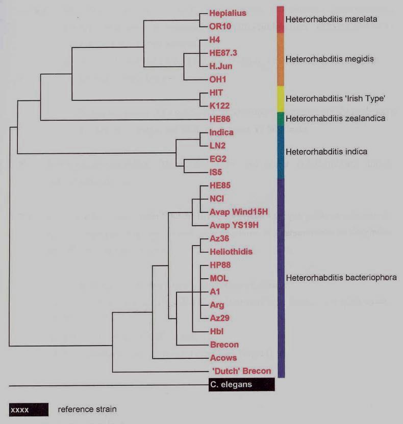 Heterorhabditis fajok rokonsági viszonyai Phylogenetic relations between Heterorhabditis strains based