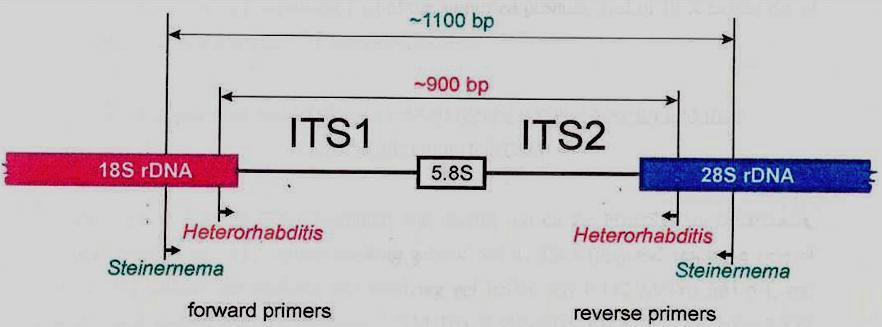 8S rdns-its2 region (Pamjav, 2000).