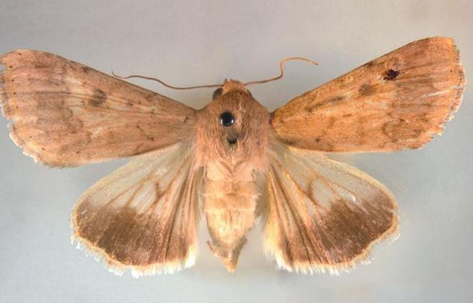 Biológiai védekezés rovarkártevők ellen Biological control of Insect pest pests