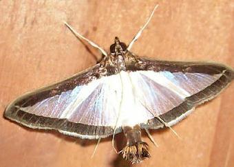 Biológiai védekezés rovarkártevők ellen Biological control of Insect pest pests Diaphania