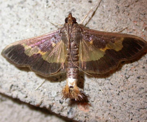 kártevő!!! Diaphania nitidalis (Fotó: Pavin, C., 2008) (Fotó: Lisa, A.