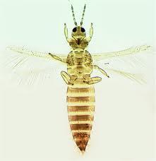 Biológiai védekezés rovarkártevők ellen Biological control