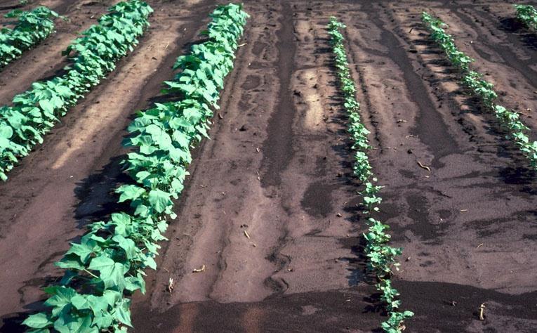 Biological control against Thrips species Tripsz