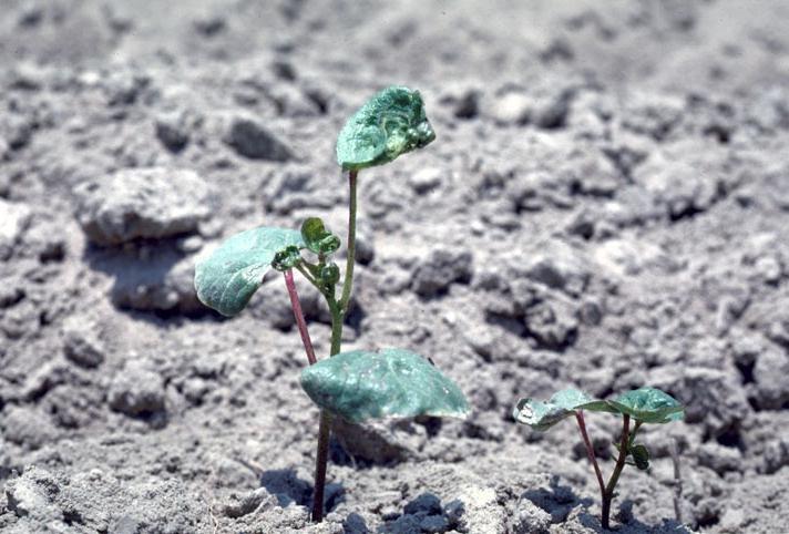 Biológiai védekezés rovarkártevők ellen Biological control