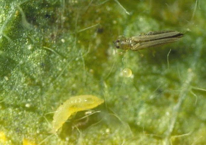 Biological control against Thrips species Franklinella