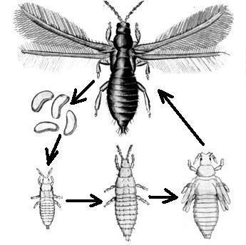 Biológiai védekezés rovarkártevők ellen Biological control of Insect pest pests Tripszek