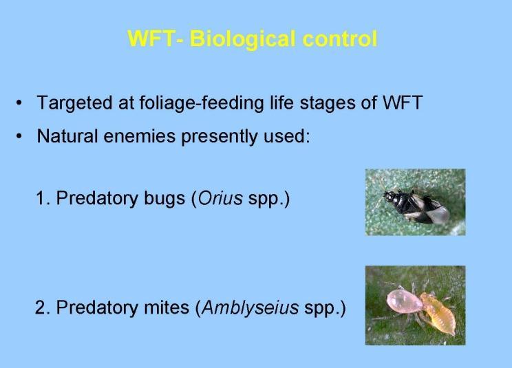 Biológiai védekezés rovarkártevők ellen Biological control of Insect pest pests Biológiai védekezés a nyugati virágtripsz ellen A