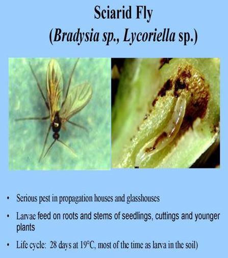 Biológiai védekezés rovarkártevők ellen Biological control of Insect pest pests Biológiai védekezés Sciarid legyek ellen Szaporítóházakban, üvegházakban komoly kártevő.