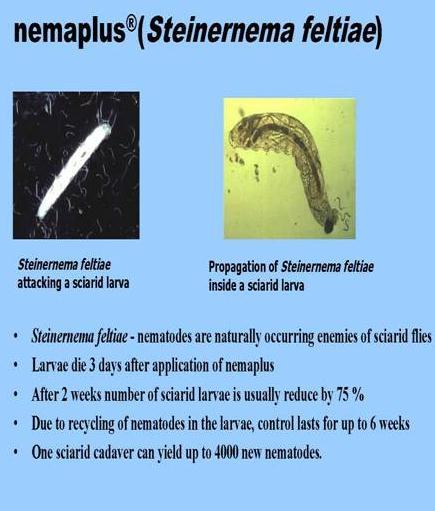 Biológiai védekezés rovarkártevők ellen Biological control of Insect pest pests Biológiai védekezés Sciarid legyek ellen Bal kép: S. feltiae IJ sciarid lárvát támad. Jobb kép: S.