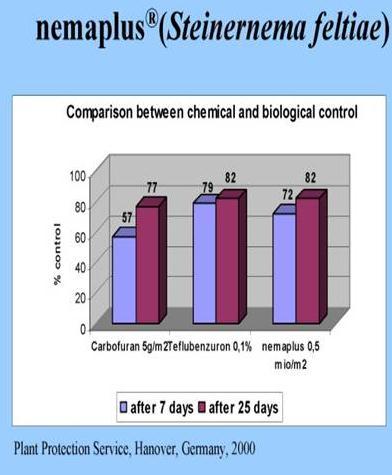 Biológiai védekezés rovarkártevők ellen Biological control of Insect pest pests Biológiai védekezés Sciarid legyek ellen Nemaplus (S.