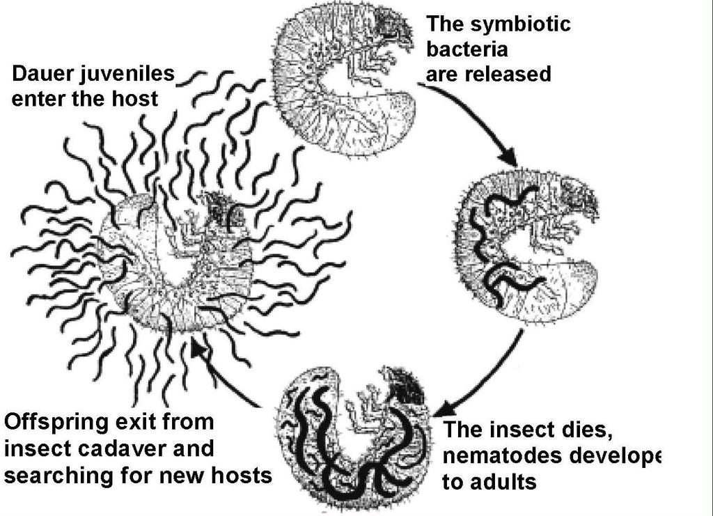 Life cycle of EPN Az