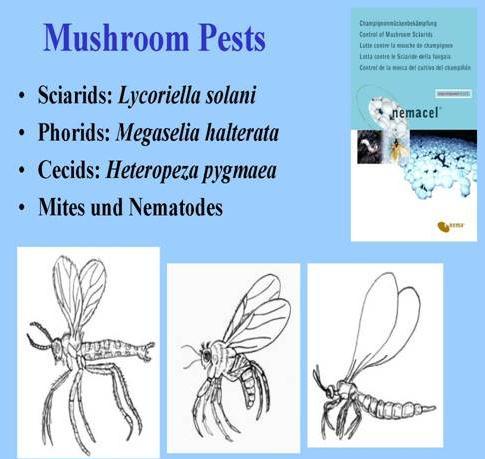 Biológiai védekezés rovarkártevők ellen Biological control of Insect pest pests Biológiai védekezés Sciarid legyek