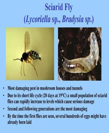 Biológiai védekezés rovarkártevők ellen Biological control of Insect pest pests Biológiai védekezés Sciarid legyek ellen gombapincékben Gombatelepeken és pincékben okozzák a