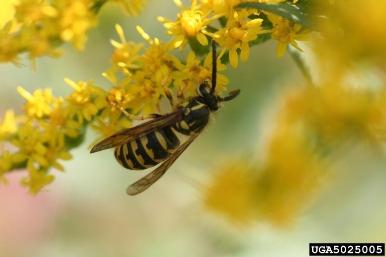 KÖZÖNSÉGES DARÁZS WASPS - aerial yellowjacket sárgamellényű darázs Dolichovespula arenaria (Fabricius) Descriptor: Adult(s) Description: Foraging at flowers in late summer.