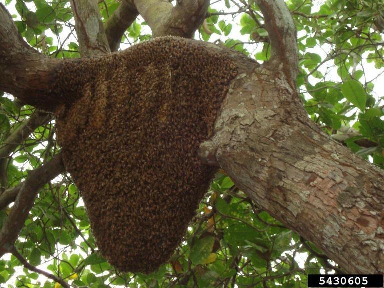 Afrikai méh Africanized honey bee Apis mellifera adansoni Latreille, 1804 Descriptor: Feature(s)Description: very agressive colony located in a tree of Anacardium occidentale.