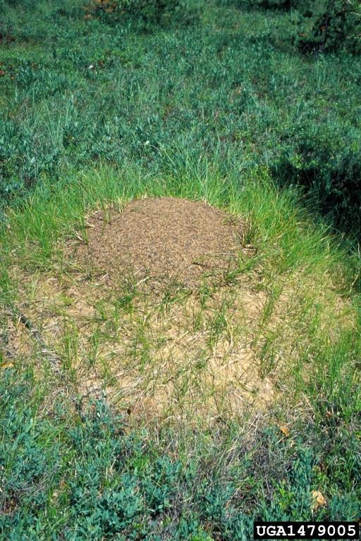 HANGYAFÉLÉK FORMICA HANGYABOLY Allegheny mound ant Formica exsectoides Forel Alleghany hangyák - hangyaboly Descriptor: Feature(s) Description: mound in field Image location: Huron National Forest,