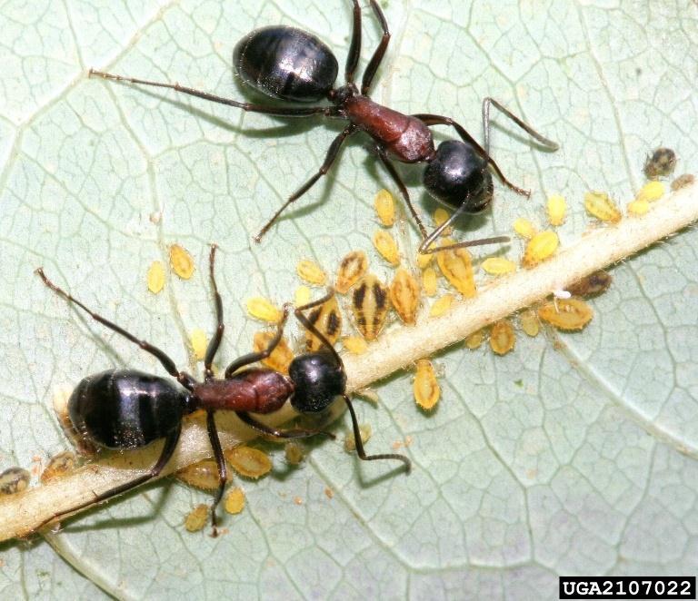 HANGYÁK FORMICA SP ants Formica sp.