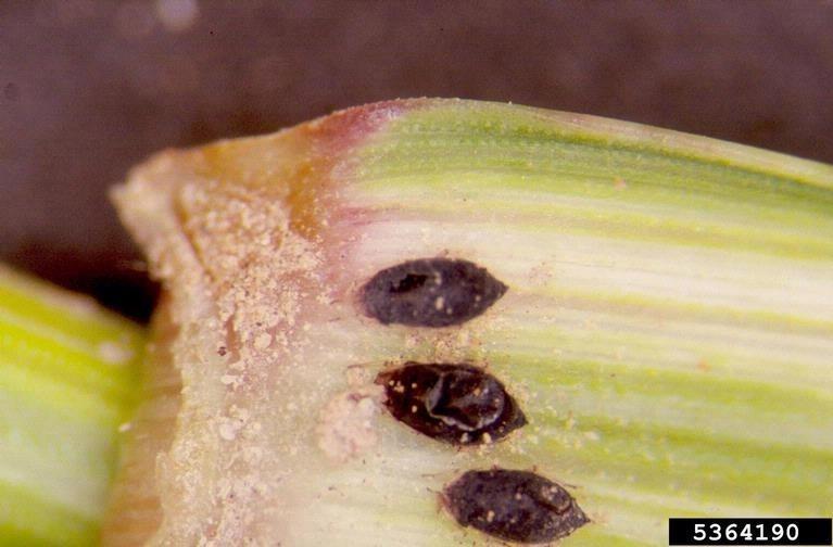 Fűrkézsdarázs atkák elleni potenciális biológiai védőszer aphid parasite Aphelinus sp.