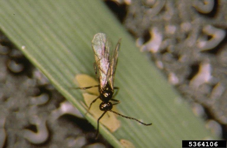 Fűrkézsdarázs atkák elleni potenciális biológiai védőszer aphid parasite Aphelinus sp.