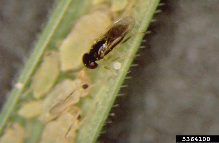 Fűrkézsdarázs atkák elleni potenciális biológiai védőszer aphid parasite Aphelinus sp.