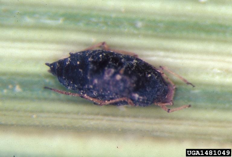 Fűrkézsdarázs atkák elleni potenciális biológiai védőszer aphid parasite Aphelinus sp.