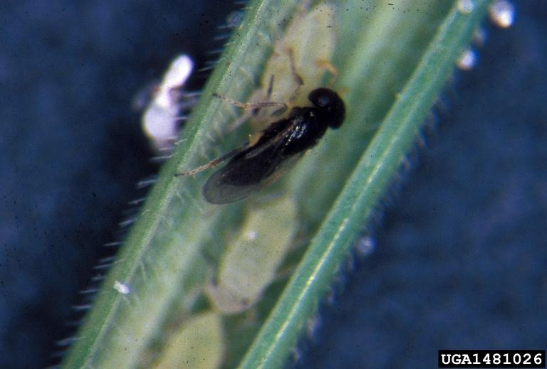 Fűrkézsdarázs atkák elleni potenciális biológiai védőszer aphid parasite Atka parazita Aphelinus sp.